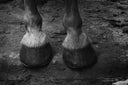 From the Ground Up: How Proper Shoeing Supports Tendon and Ligament Health