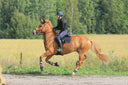From Rest to Rehab: How to Safely Bring Your Horse Back After Time Off