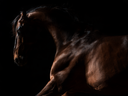<h3><strong>Trusted by Riders.&nbsp;<br/>Proven in Sport.<br/></strong></h3>