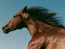 <p> <strong>PROTEJA A SU ATLETA EQUINO</strong></p>
