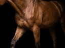 <p><strong>PROTECT YOUR EQUINE ATHLETE</strong></p>